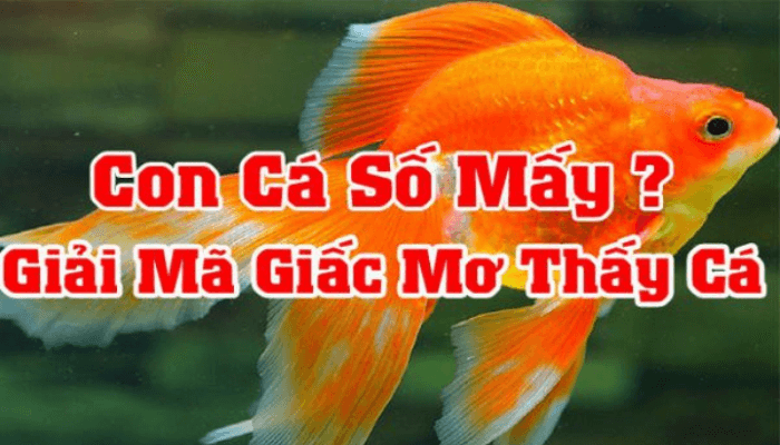 mơ thấy câu cá