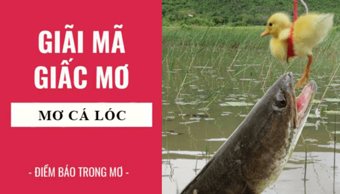 nằm mơ thấy cá lóc